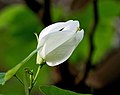 Flower in Kolkata, West Bengal, India.