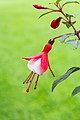 Fuchsia 'Twinny'.