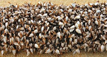 Amas de barnacles « à cou d’oie » (ou pouce-pieds, Lepas anserifera), une espèce de crustacé cirripède longiforme pêché en Thaïlande. (définition réelle 3 026 × 1 627*)