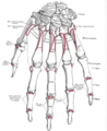 Insertions des muscles interosseux de la main (dorsal interosseous)