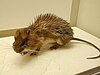 A brown rodent with a long tail that appears to have spiky hair