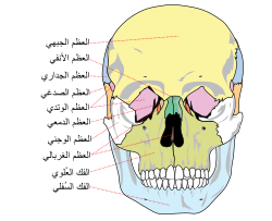 منظر أمامي لجمجمة الإنسان