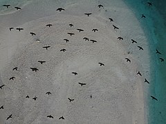 Flora, Fauna and landscapes from The Thirteen Islands of St. Brandon