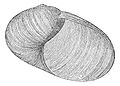 Indrella ampulla has an oval aperture.