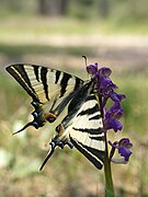 Imago sur un Orchis morio.