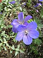 Johnson's Blue Geranium