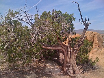 Traumatized shrub form in Riverside County, California