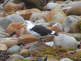Cape gull (L. d. vetula), Boulders Beach, South Africa