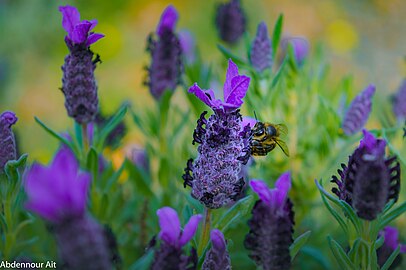 Lavandula