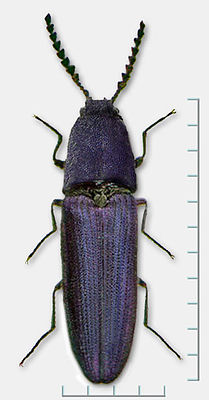 Limoniscus violaceus