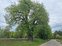 Linden in Blücher