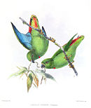 Drawing of two green parrots with red central tail and a blue underside of dark green wings