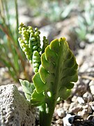 Botrychium pumicola.