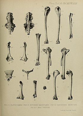 Fósseis 11 a 17