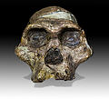 Череп Australopithecus africanus (2,1 млн л. н.). «Миссис Плез»[англ.]