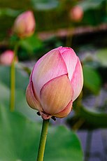 Opening Nelumbo flower bud