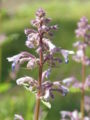 Nepeta grandiflora