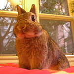 Netherland Dwarf