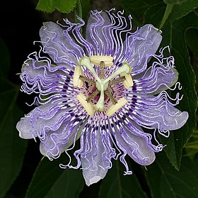 Flor de Passiflora incarnata