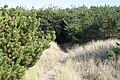 A small trail through a field with high grass and small shrubs