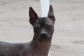 Perro Calvo Dorado Ecuatoriano.