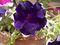 Petunia 'Sweet Sunshine Dark Violet'