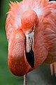 Primo piano di un Phoenicopterus ruber