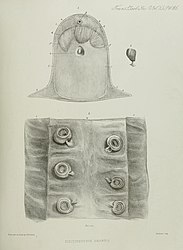 #27 (≤1873) Closeups and cross-sectional view of the same (Owen, 1881:pl. 35)