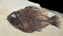 Cockerellites liops from Fossil Lake. An extinct perch. About 11.5 centimetres (4.5 in) long.[9]