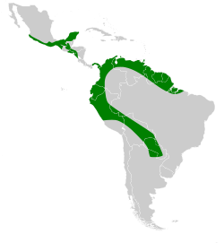 Distribución de P. centralis