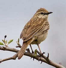 Rufous songlark (Cincloramphus mathewsi)