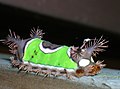 Saddleback moth (Acharia stimulea) larvae display aposematic colouring in the shape of a saddle.