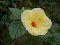 Hibiscus giallo fotografato a Stazzo presso Palazzo Giovanni (Catania)