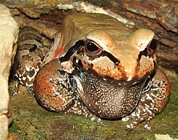 Leptodactylus pentadactylus