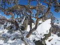 A snowgum at Perisher in New South Wales