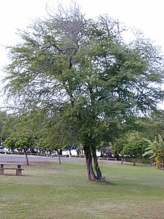 Description de l'image Starr_010206-0226_Prosopis_pallida.jpg.