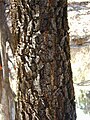 Old bark