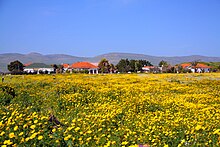 מרבדי חרציות מאפיינות את האביב בישראל
