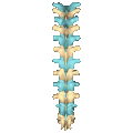 Animation showing the shape of    thoracic vertebrae.