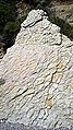 A concretionary nodular (septarian) limestone at Jinshitan Coastal National Geopark, Dalian, China