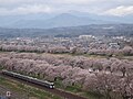 船岡城からの蔵王と一目千本桜