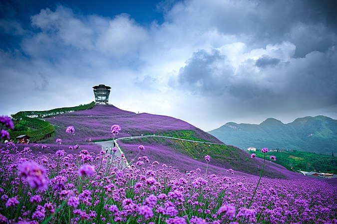 黔北花海