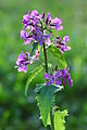 Lunaria annua