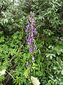 Aconitum lycoctonum subsp. lycoctonum.