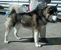 Malamute