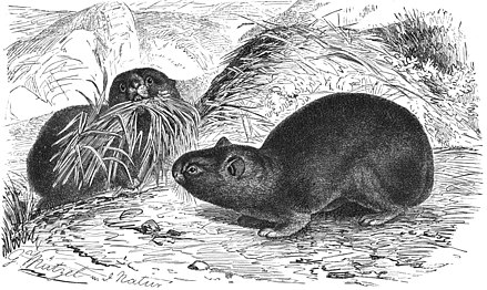 Pika de l'Altaï par Gustav Mützel