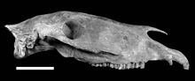 Skull of "Equus neogeus"