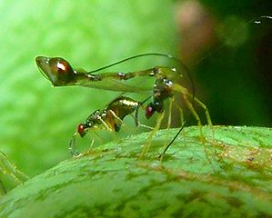 Ovipositing female positioning her flexible ovipositor sheath