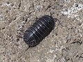 Armadillidium pallasii