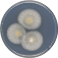 Aspergillus conjunctus growing on CYA plate